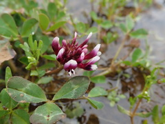 Trifolium variegatum