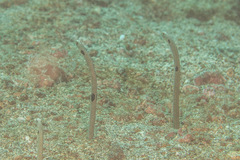 Heteroconger hassi