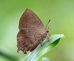 Surendra quercetorum