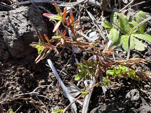 Epilobium billardierianum observed 2023-12-07