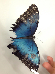 Morpho helenor peleides
