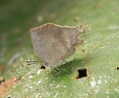 Surendra quercetorum