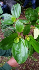 Dichaetanthera