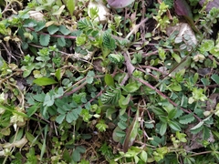 Sanguisorba minor balearica