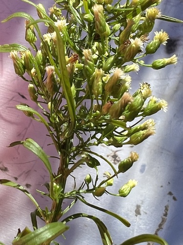 Erigeron canadensis observed 2023-12-05