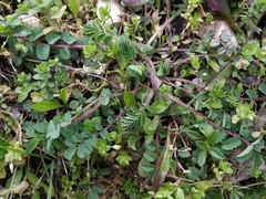 Sanguisorba minor balearica