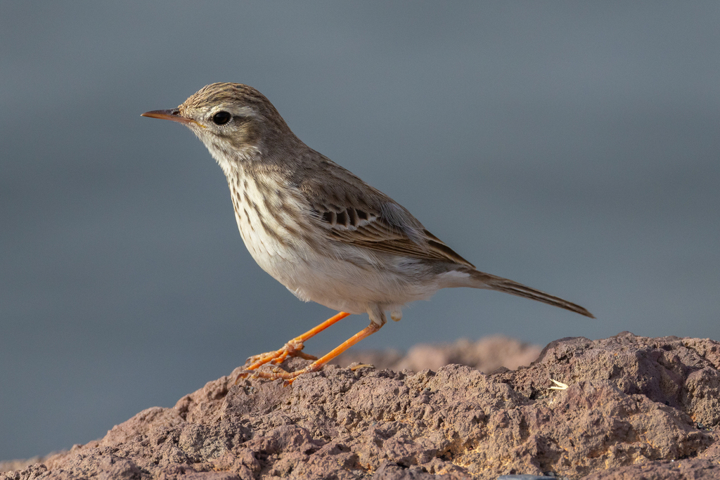 Berthelot's Pipit photo