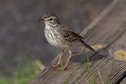 Berthelot'S Pipit