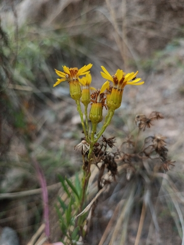 Senecio rudbeckiifolius, photograph 5