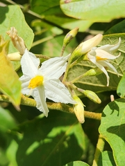 Solanum torvum image