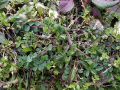 Sanguisorba minor balearica