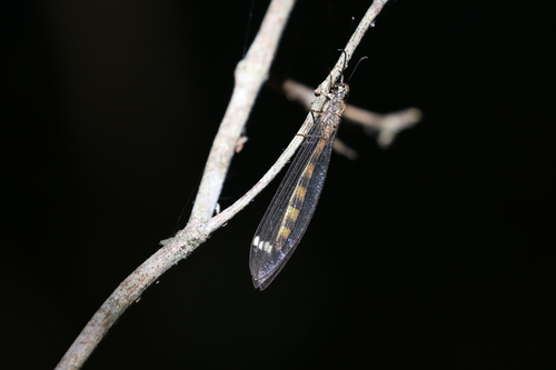 Myrmeleon (Myrmeleon) stigmalis