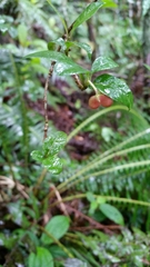 Mostuea brunonis