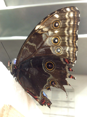 Morpho helenor peleides