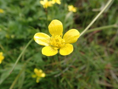 Ranunculus canus