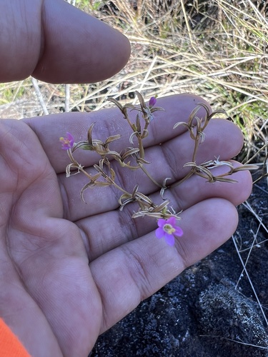 Centaurium erythraea observed 2023-12-05