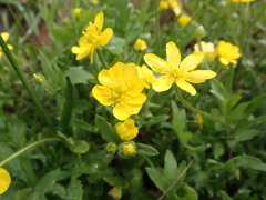 Ranunculus canus