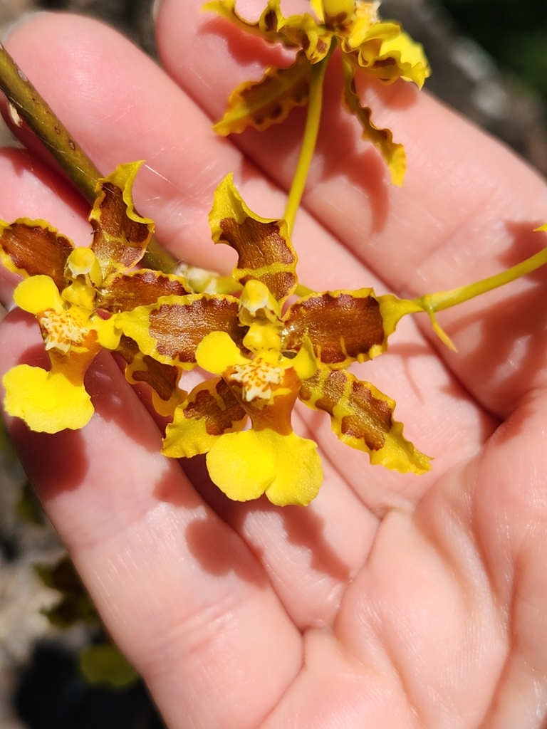 Oncidium lineoligerum