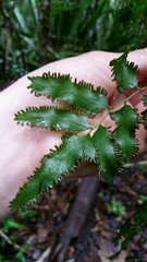 Lygodium lanceolatum