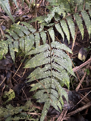 Pteris deflexa, 2023-12-11