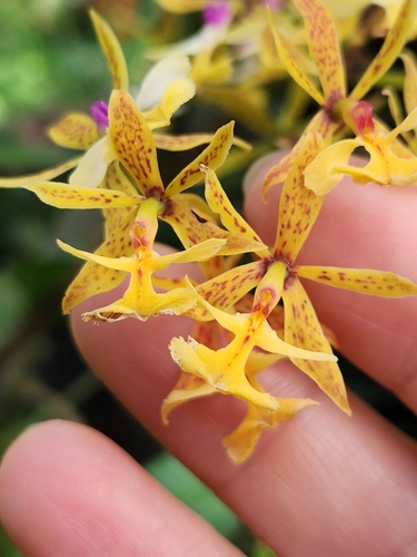 Image of Epidendrum stamfordianum by (c) Jo Roberts, some rights reserved (CC BY)