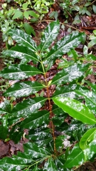 Tricalysia analamazaotrensis