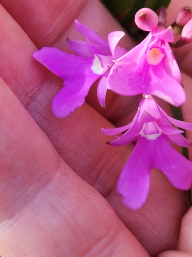 Image of Epidendrum centropetalum by (c) Jo Roberts, some rights reserved (CC BY)