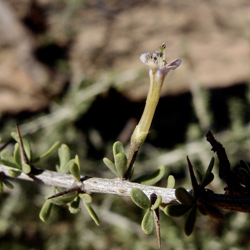 Water jacket (Lycium andersonii)