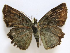 Antigonus erosus