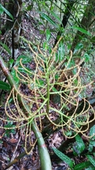 Dypsis