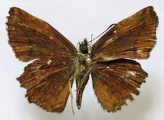 Antigonus erosus