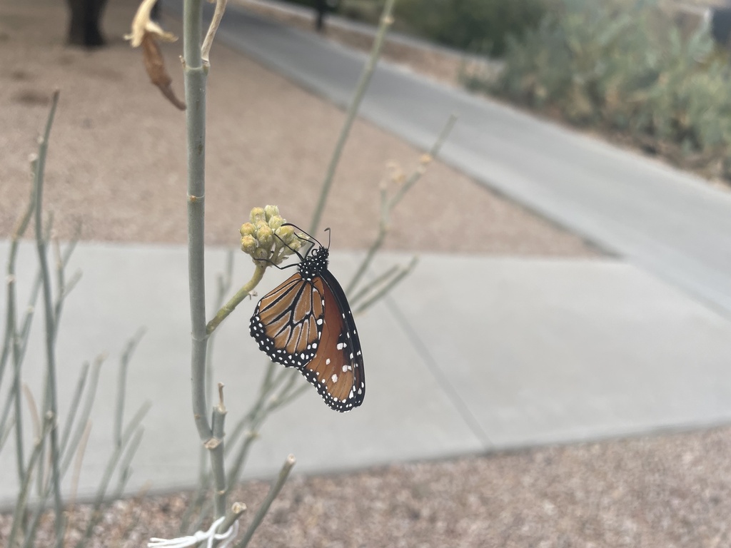 queen-from-scottsdale-community-college-scottsdale-az-us-on-december