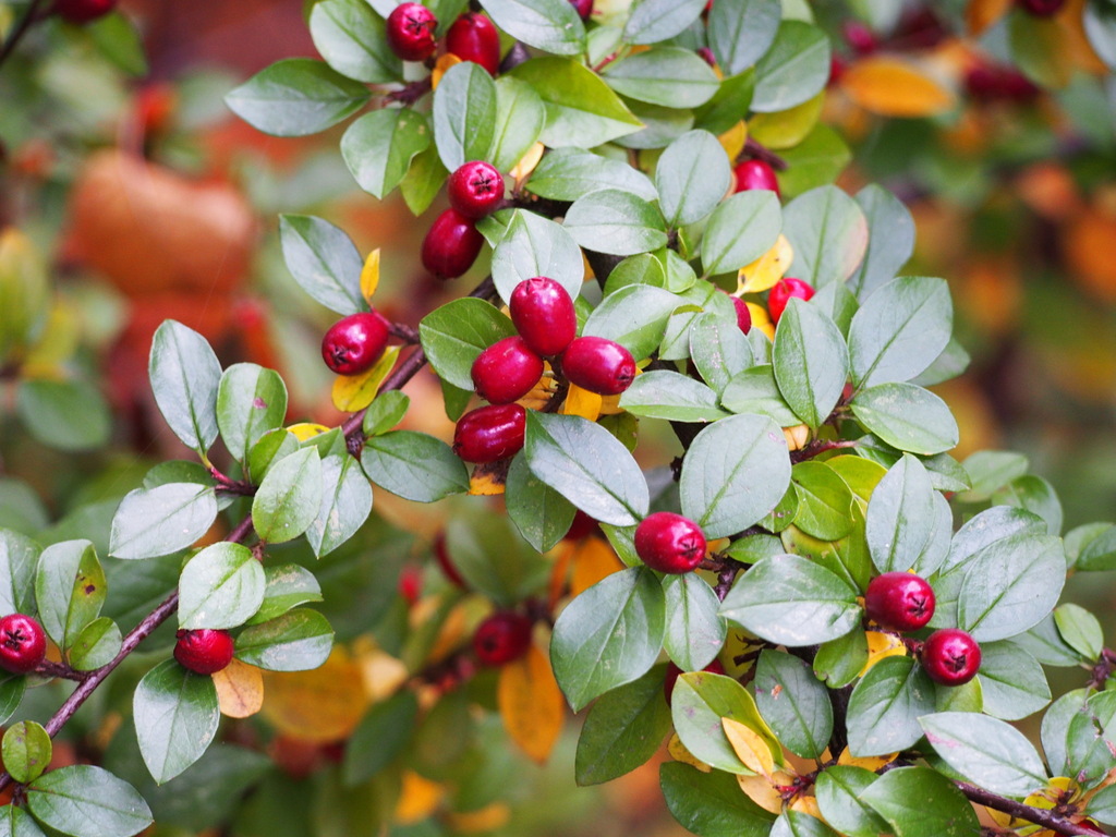 Cotoneaster divaricatus — an easy houseplant, prefers partial sun light