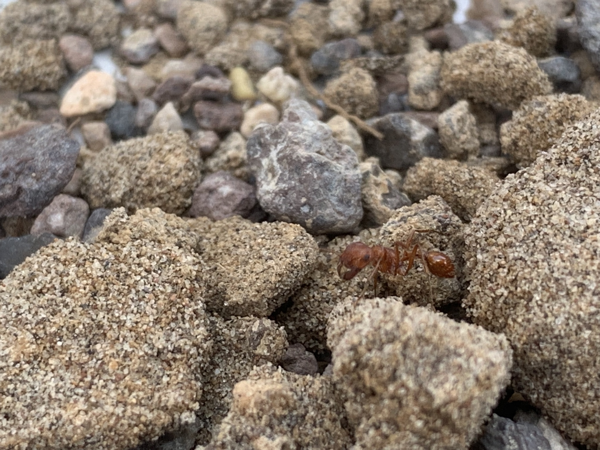 Pogonomyrmex hoelldobleri