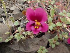 Diplacus kelloggii