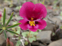 Diplacus kelloggii