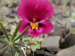 Diplacus kelloggii