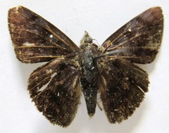 Pellicia costimacula