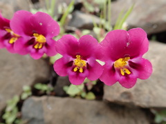 Diplacus kelloggii