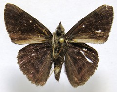 Pellicia costimacula