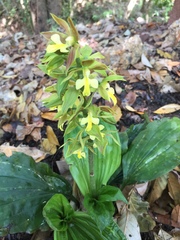 Calanthe