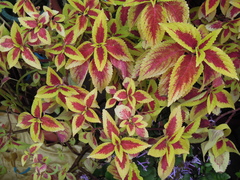 Coleus scutellarioides