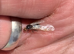 Myrmecocystus mimicus