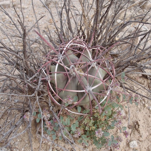 Ferocactus emoryi