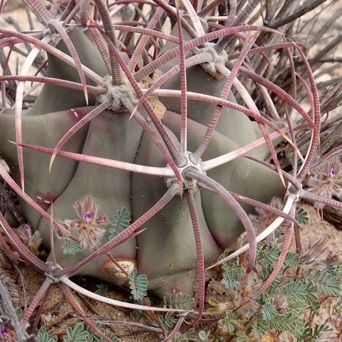 Ferocactus emoryi