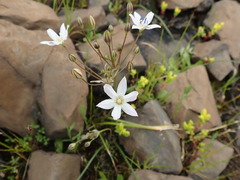 Triteleia lilacina