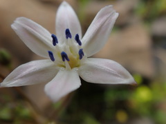 Triteleia lilacina