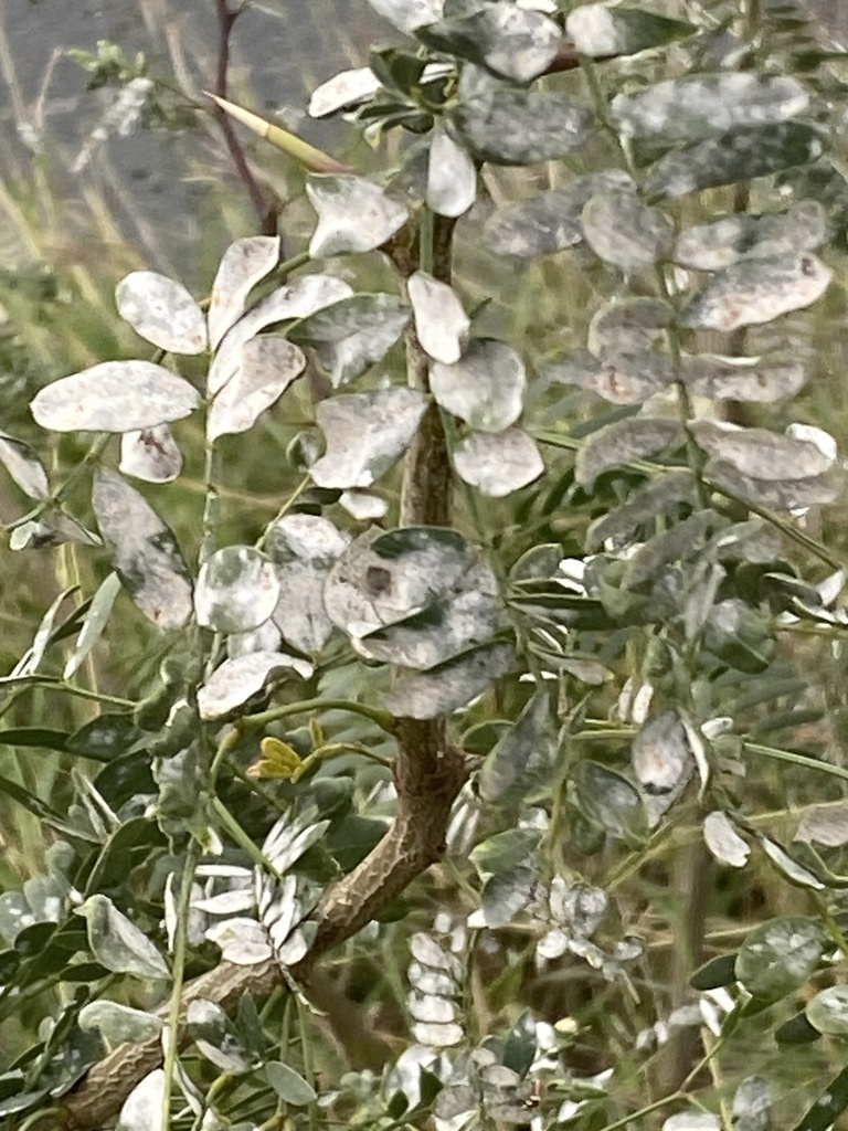 Erysiphe from Cimarron Blvd, Corpus Christi, TX, US on December 12