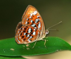 Taxila haquinus