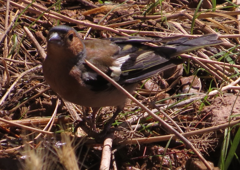 Common Chaffinch from Delphi 330 54, Greece on July 28, 2014 at 04:06 ...